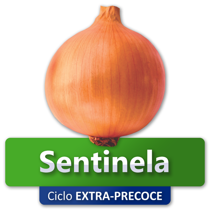 SENTINELA - Ciclo Extra Precoce