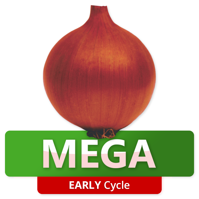 MEGA - Early Cycle