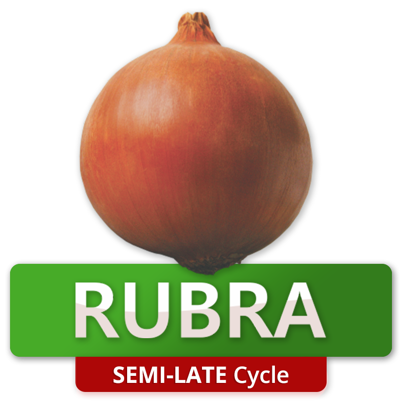 RUBRA - Semi-Late Cycle