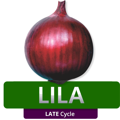 LILA - Late Cycle