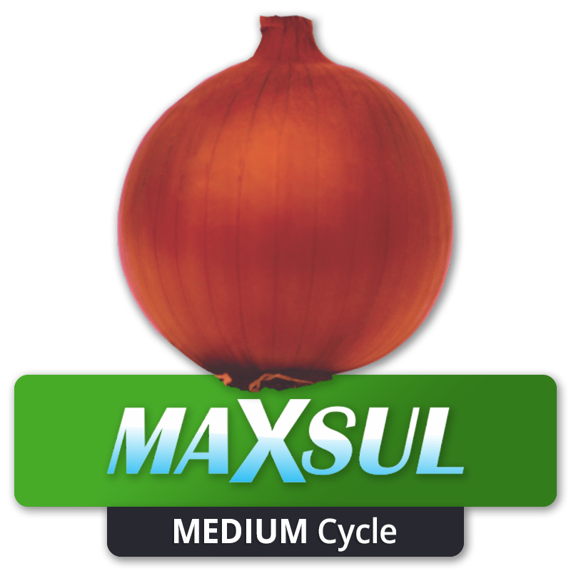 MAXSUL - Mid-Cycle