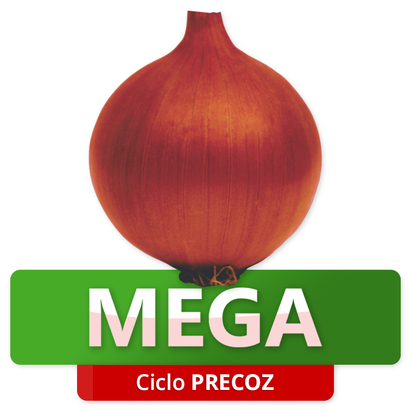MEGA - Ciclo Precoz