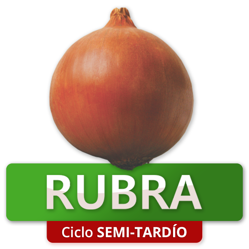 RUBRA - Ciclo Semitardío