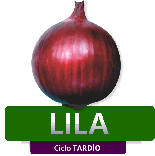 LILA - Ciclo Tardío