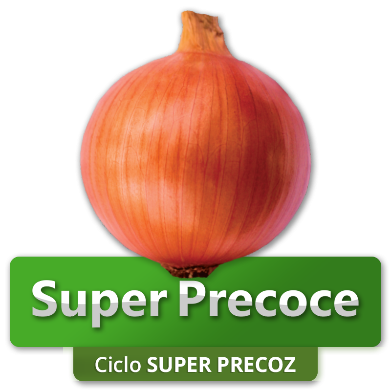 ROBUSTA - Ciclo Superprecoz